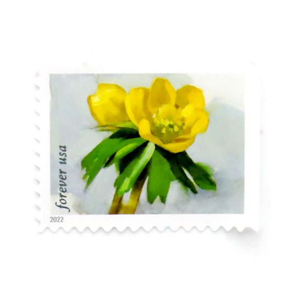 2022 First-Class Forever Stamp （forever stamp ） – Snowy Beauty： Winter Aconite
